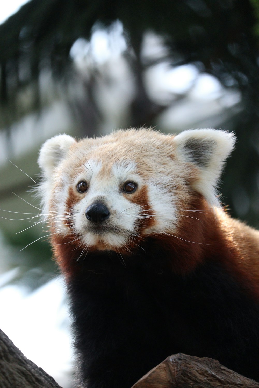 a red panda sitting on top of a tree branch