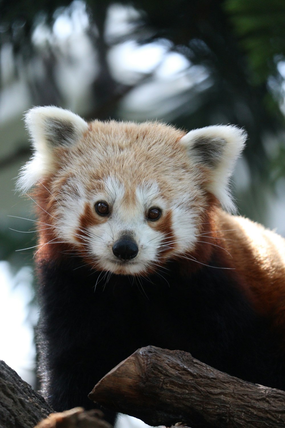 Un orso panda rosso seduto sulla cima di un ramo dell'albero