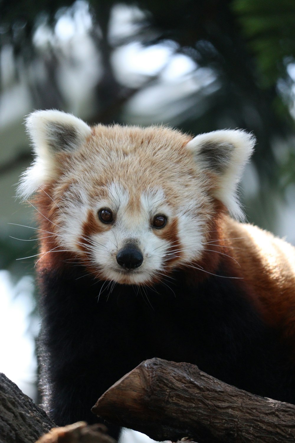 a red panda bear sitting on top of a tree branch