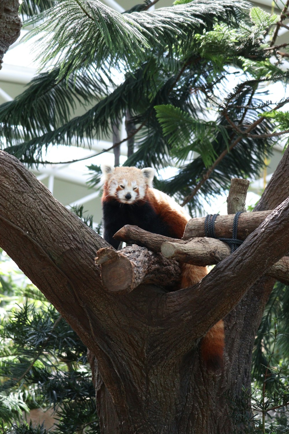 a red panda sitting on top of a tree branch