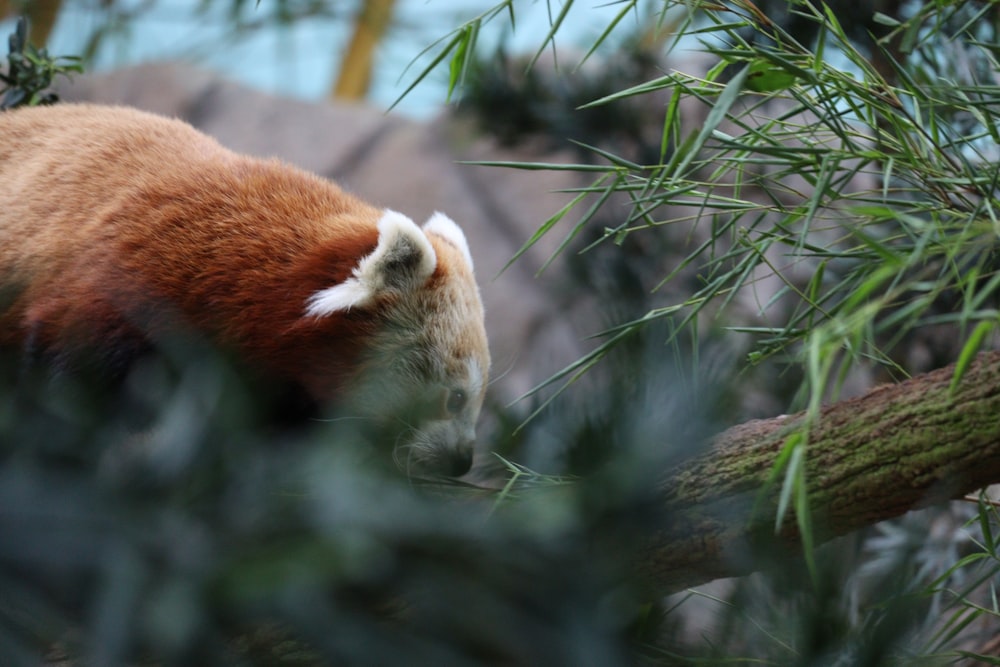 a close up of a red panda in a tree