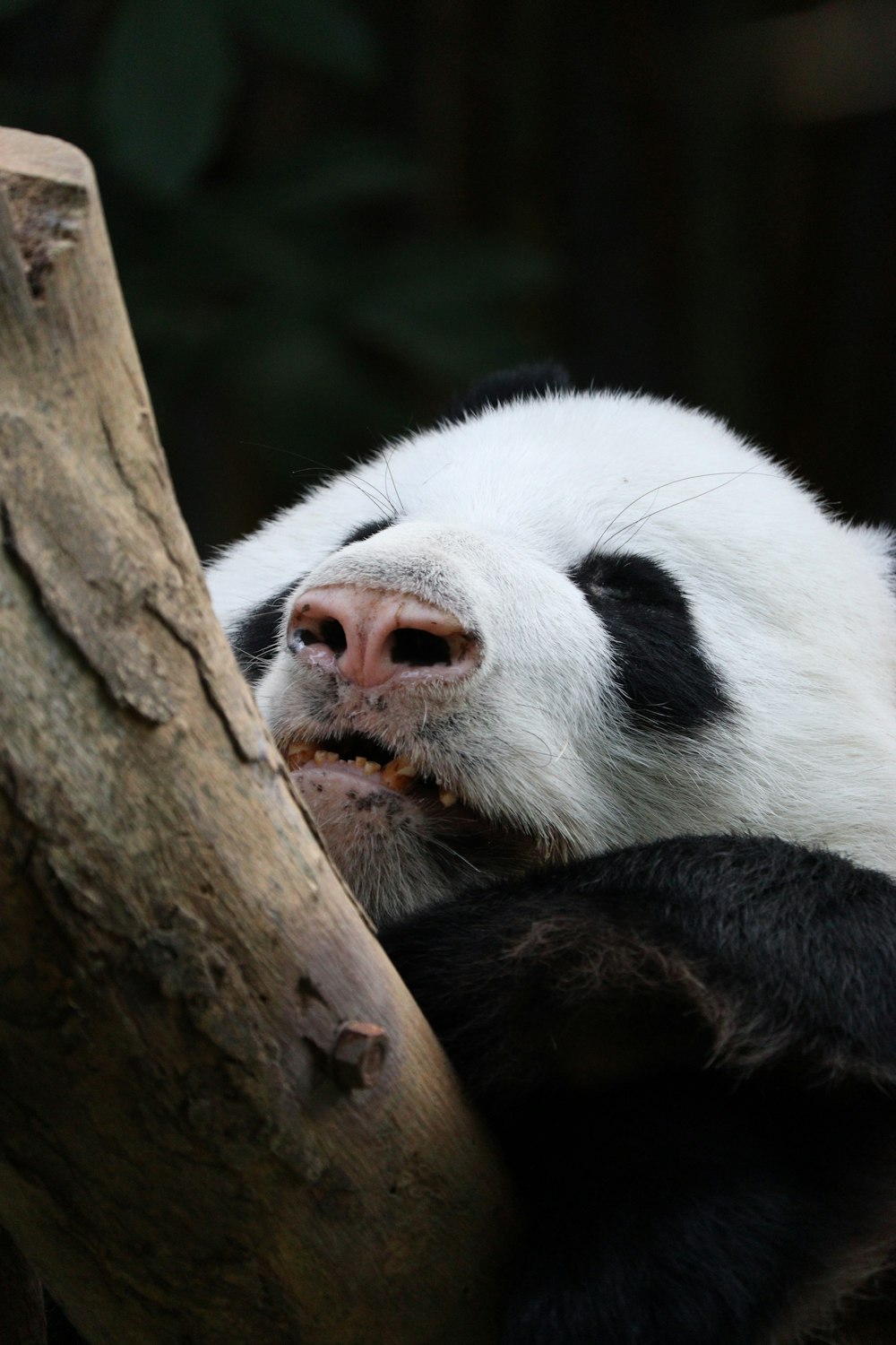 a panda bear sitting on top of a tree branch