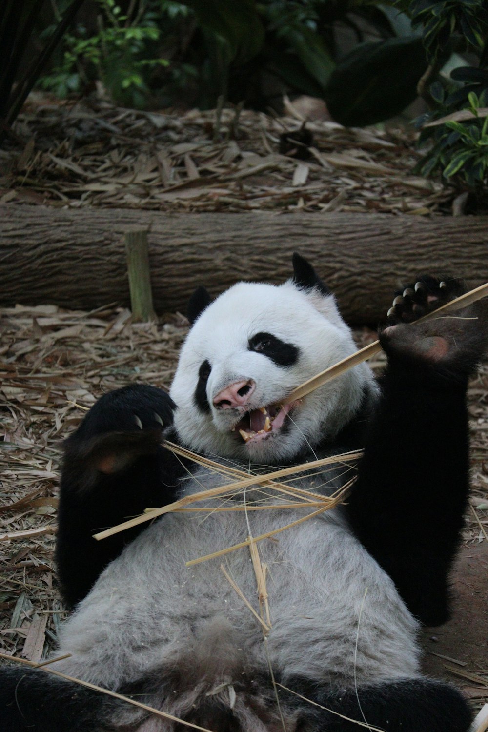 a panda bear sitting on the ground eating bamboo