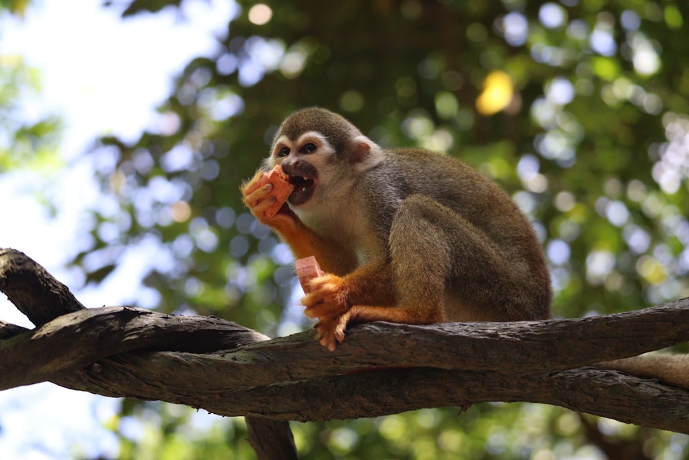 a squirrel eating a piece of food on a tree branch