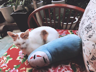 A cozy cat lounging on a soft cushion surrounded by playful toys.