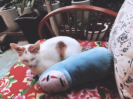 A white cat with brown patches is peacefully resting on a vibrant floral cushion, next to a plush toy with a blue body and a face resembling a stylized mask. The setting includes a wooden chair and potted plants in the background, creating a cozy and relaxed atmosphere.