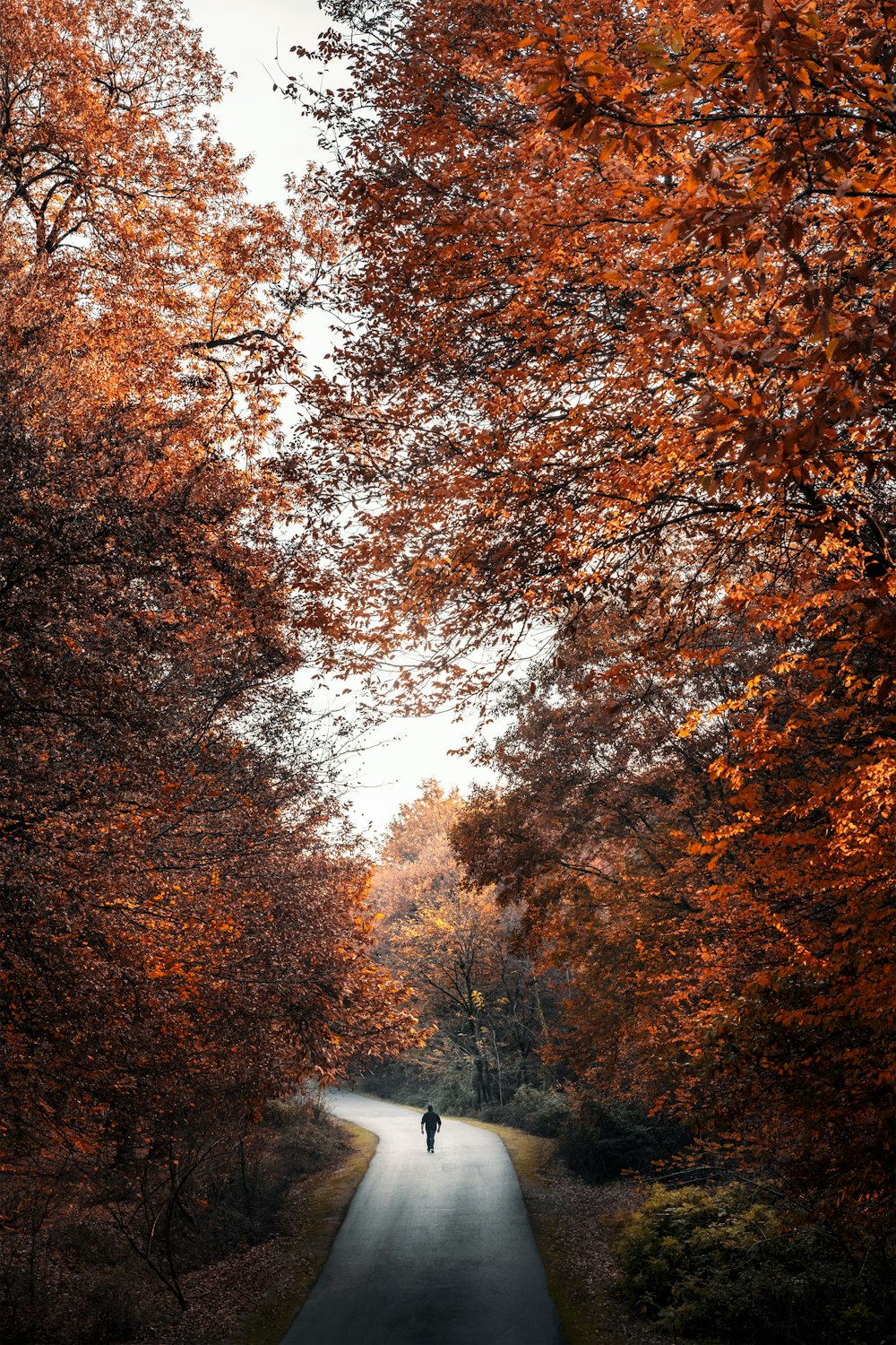 a person walking down a tree lined road