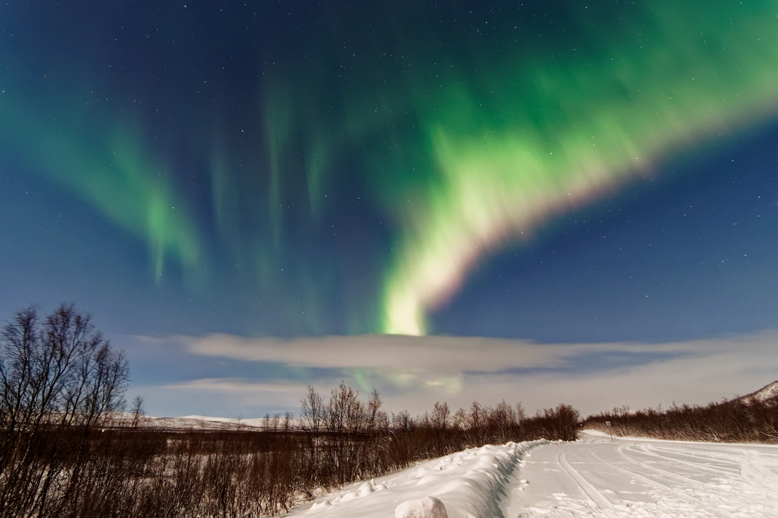 Green aurora sweeping over a snow-covered road and bare winter birches outside Tromsø