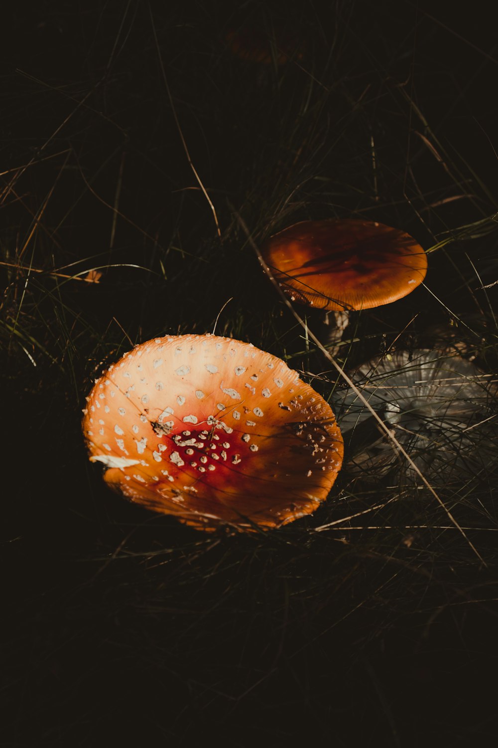 a couple of mushrooms that are on the ground