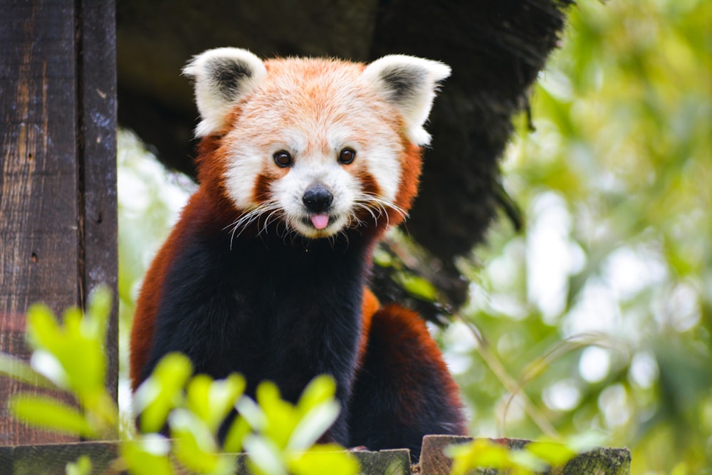 a close up of a red panda in a tree