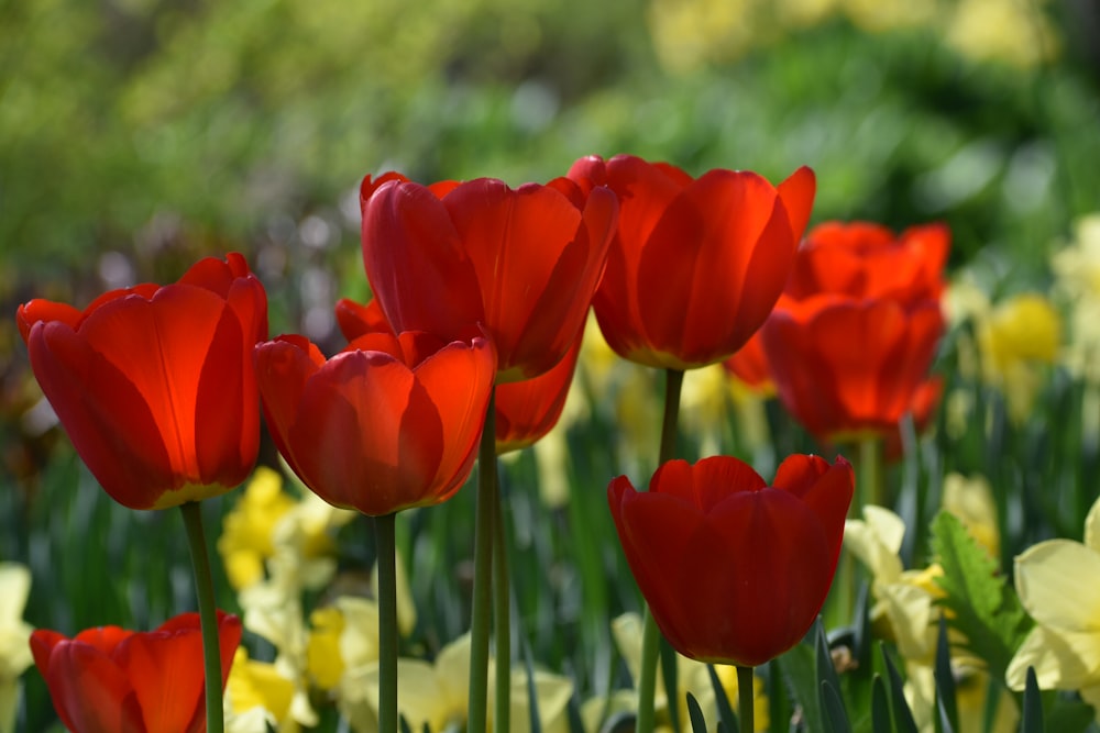 a field of red tulips and yellow daffodils
