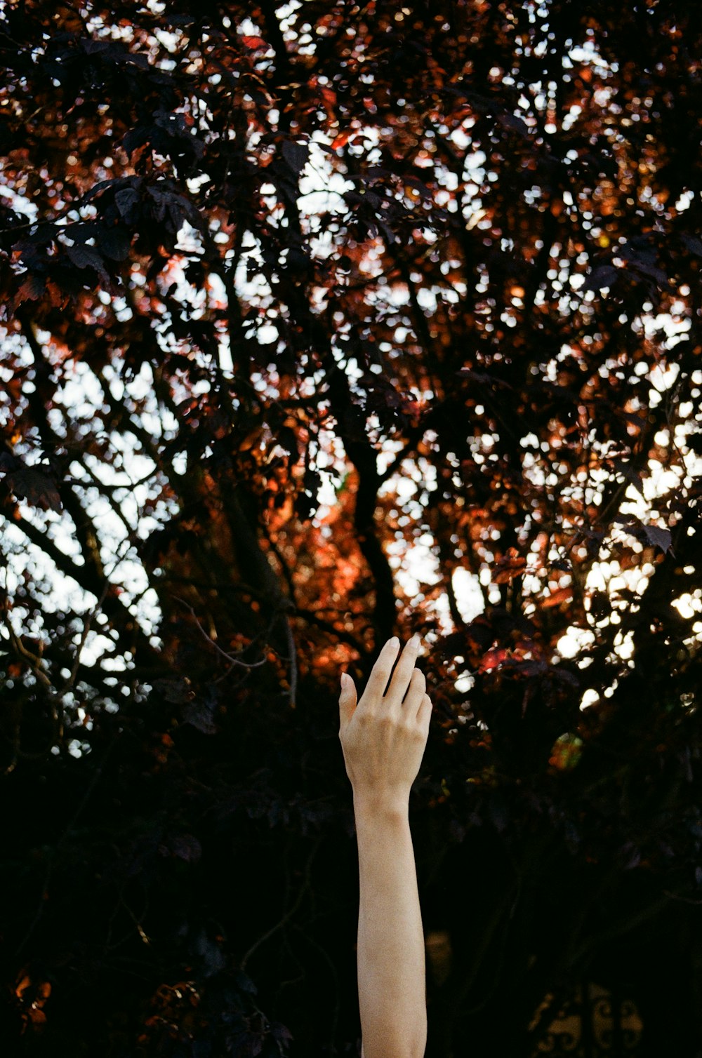 a person reaching up into a tree to catch a frisbee