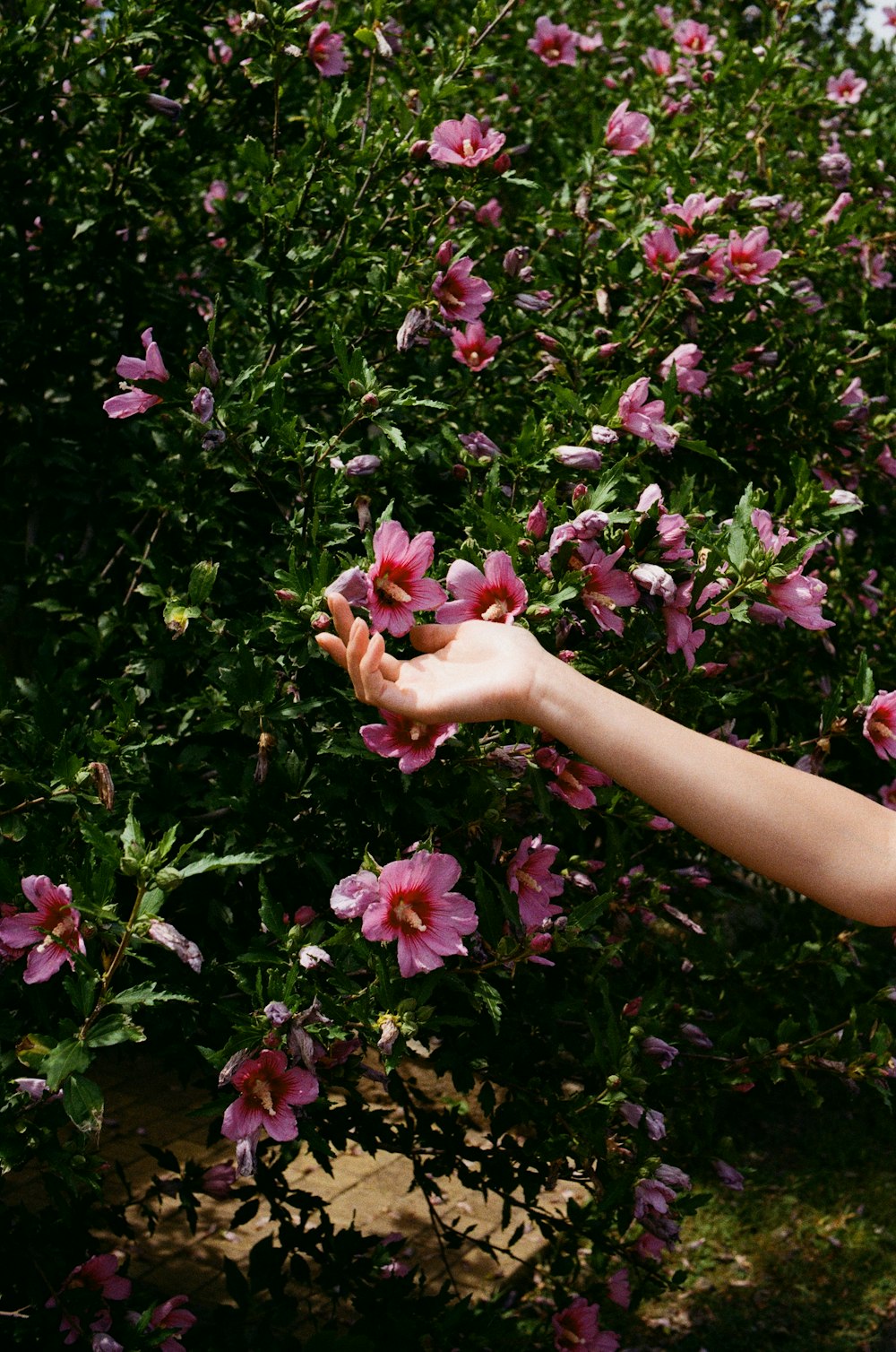 a hand reaching out towards a bush with pink flowers