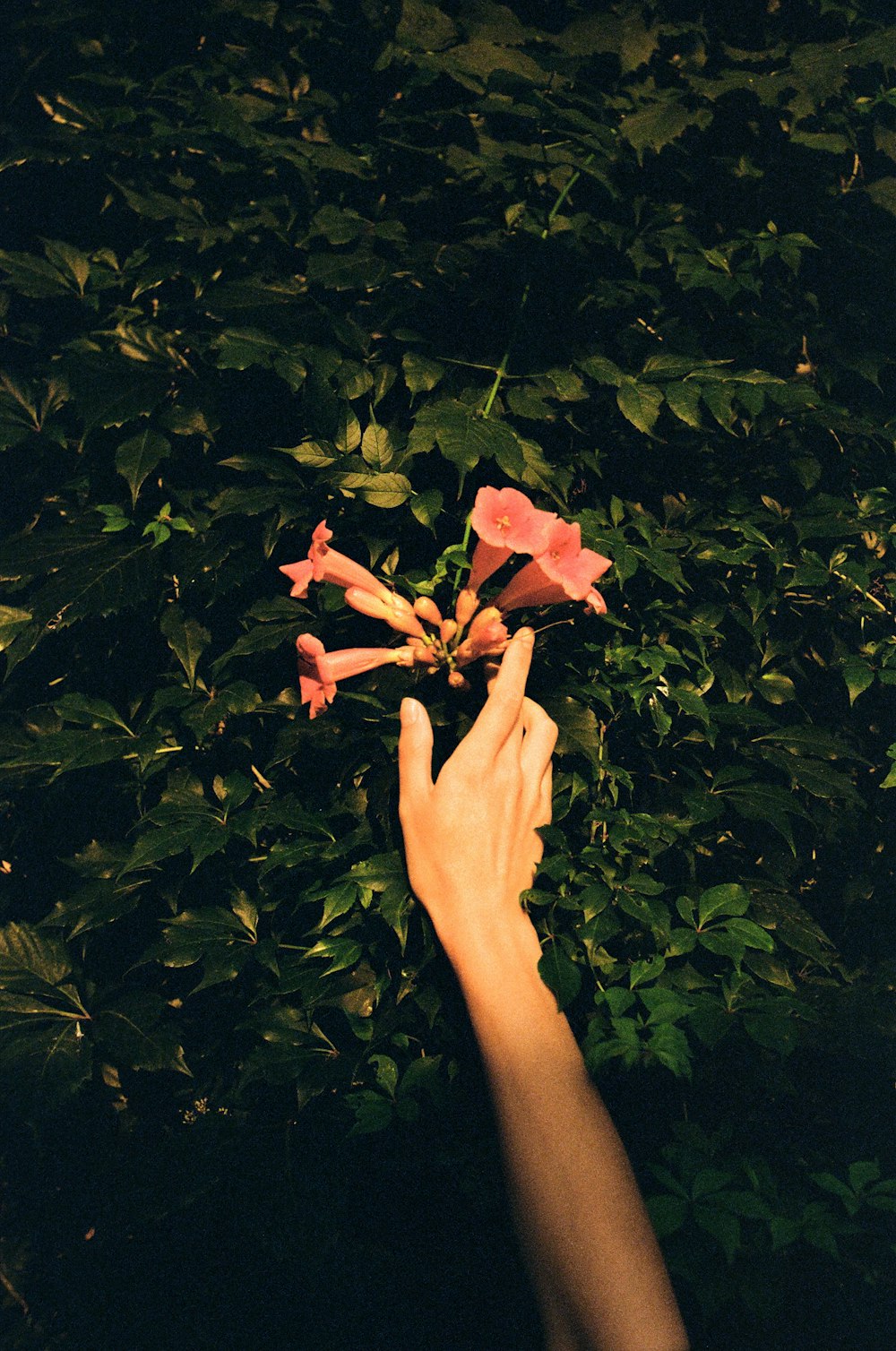a hand reaching for a flower in a bush