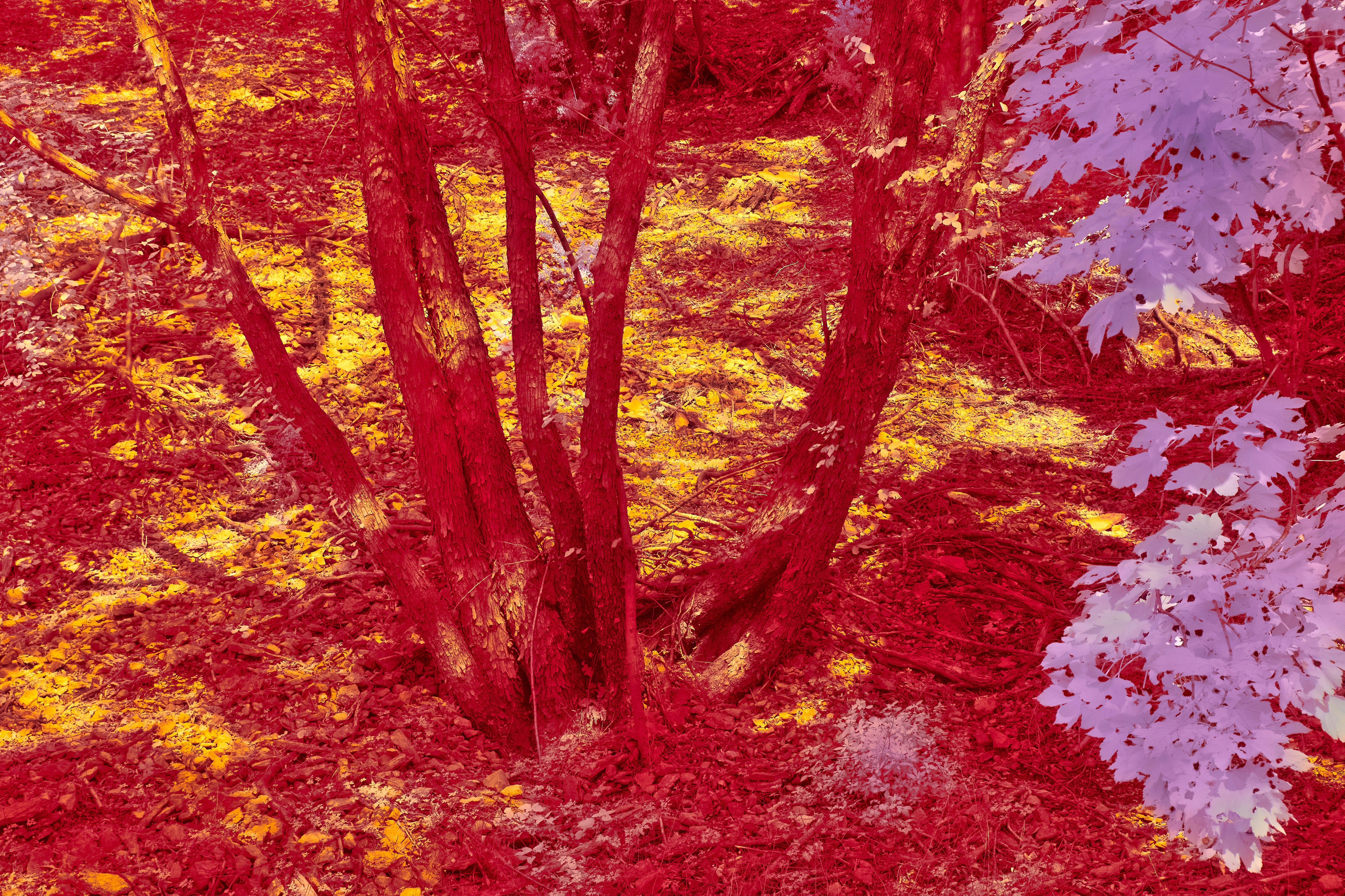 Photo by wolfgang_hasselmann