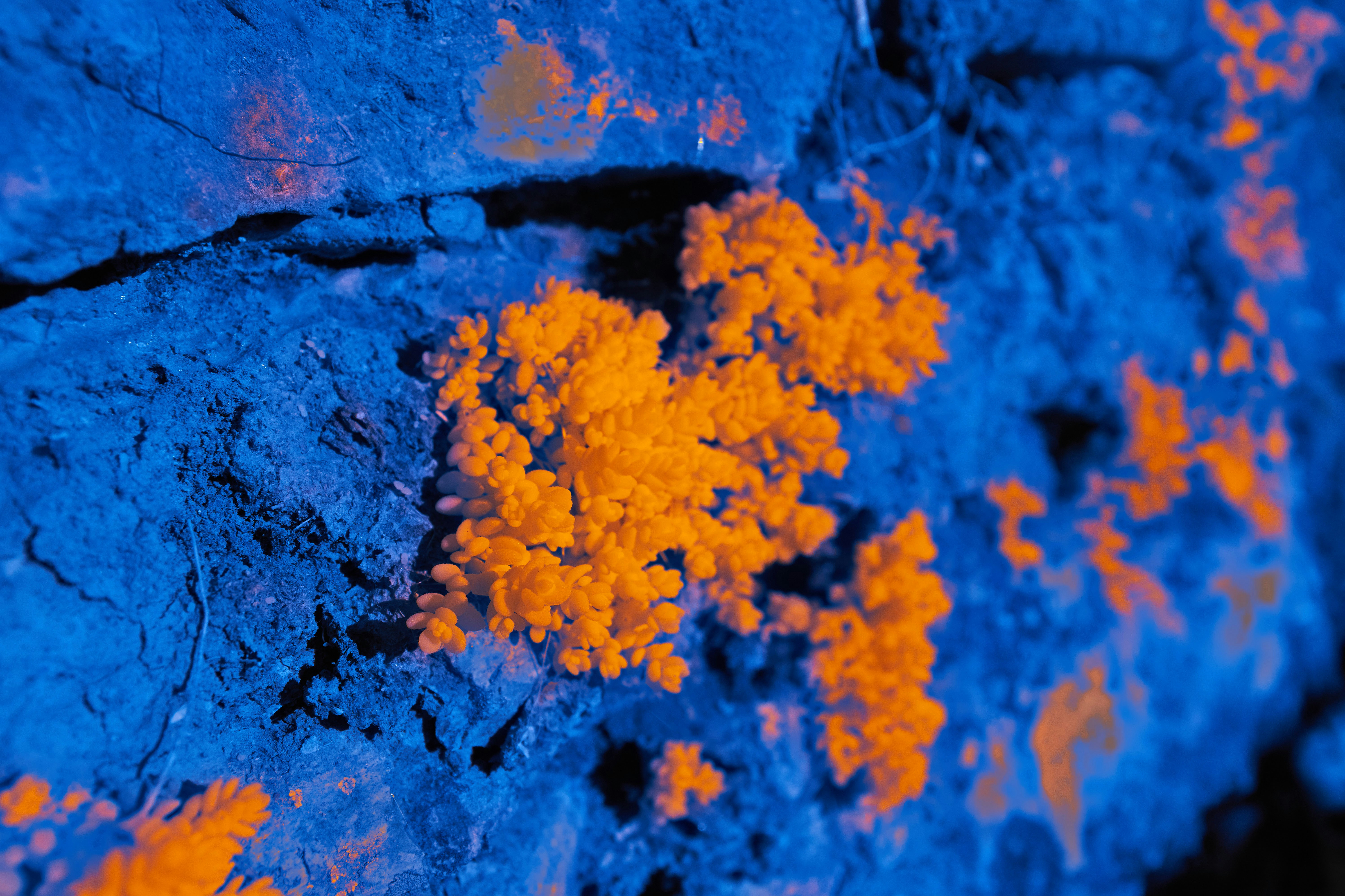 Extreme Life: Microbes at the Edge (image credits: unsplash)