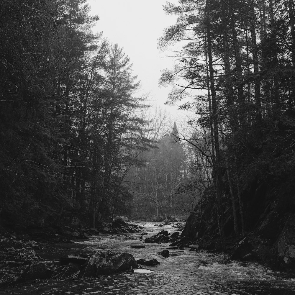 a black and white photo of a stream in the woods