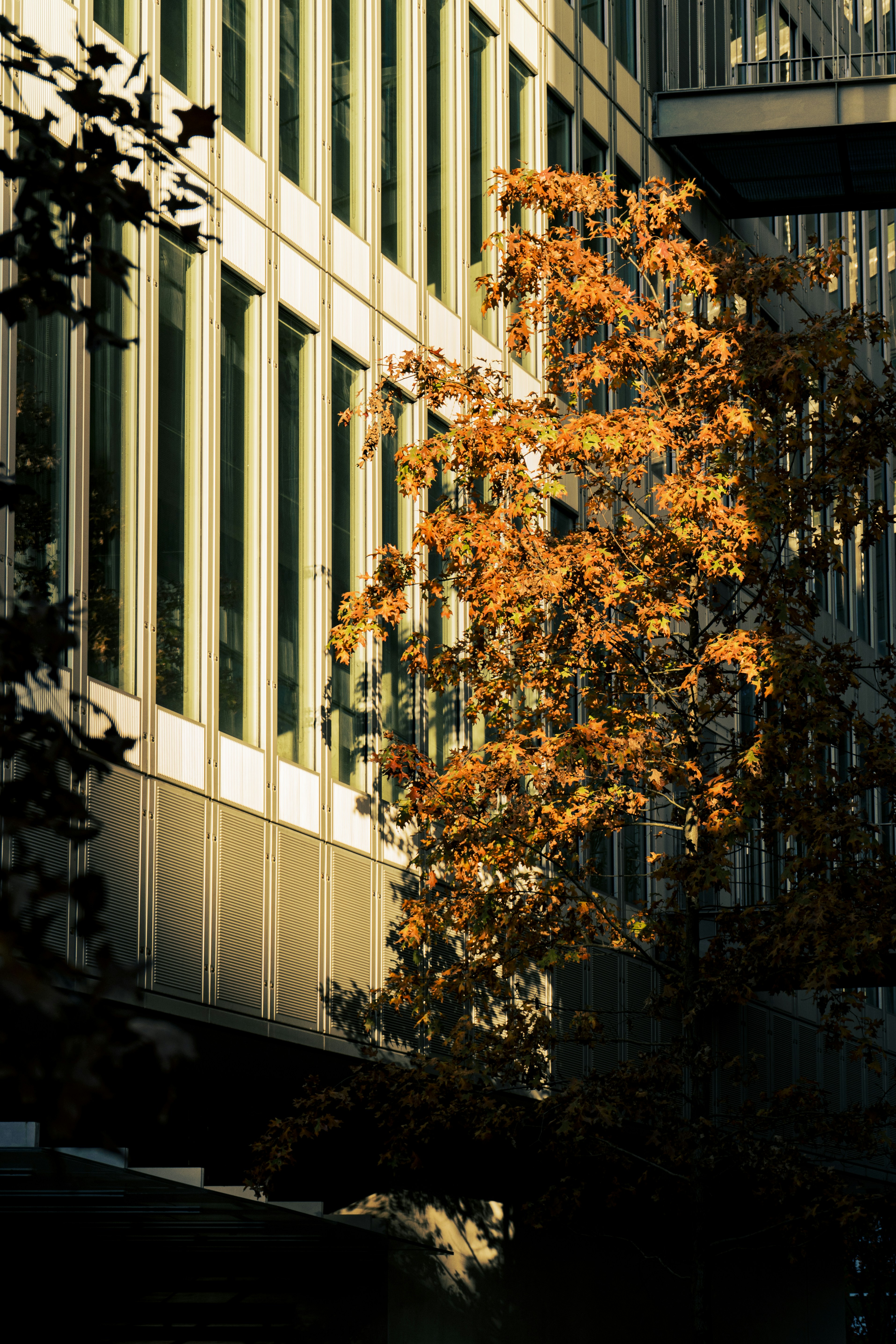 a tree in front of a tall building