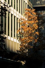 a tree in front of a tall building