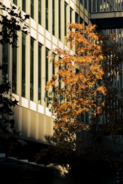 a tree in front of a tall building