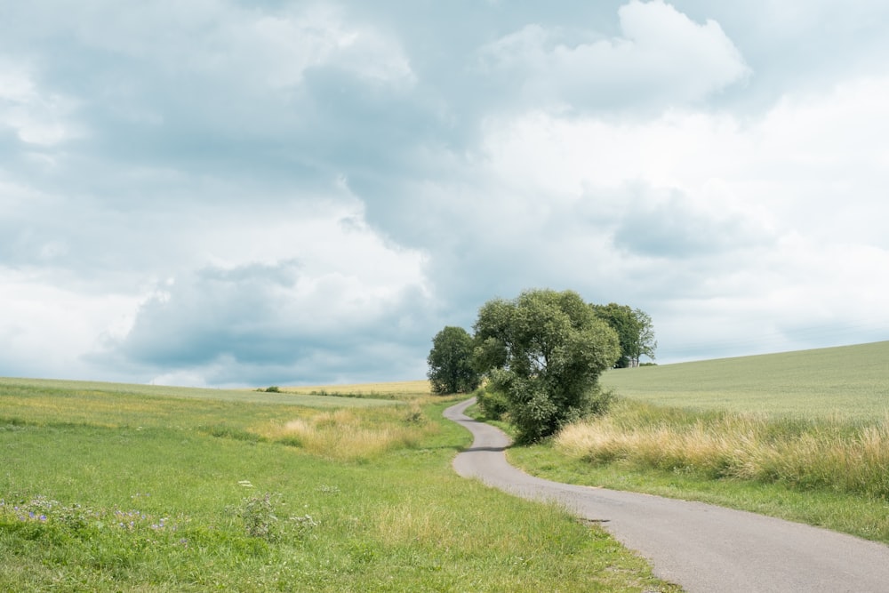 a tree on the side of a road in the middle of a field