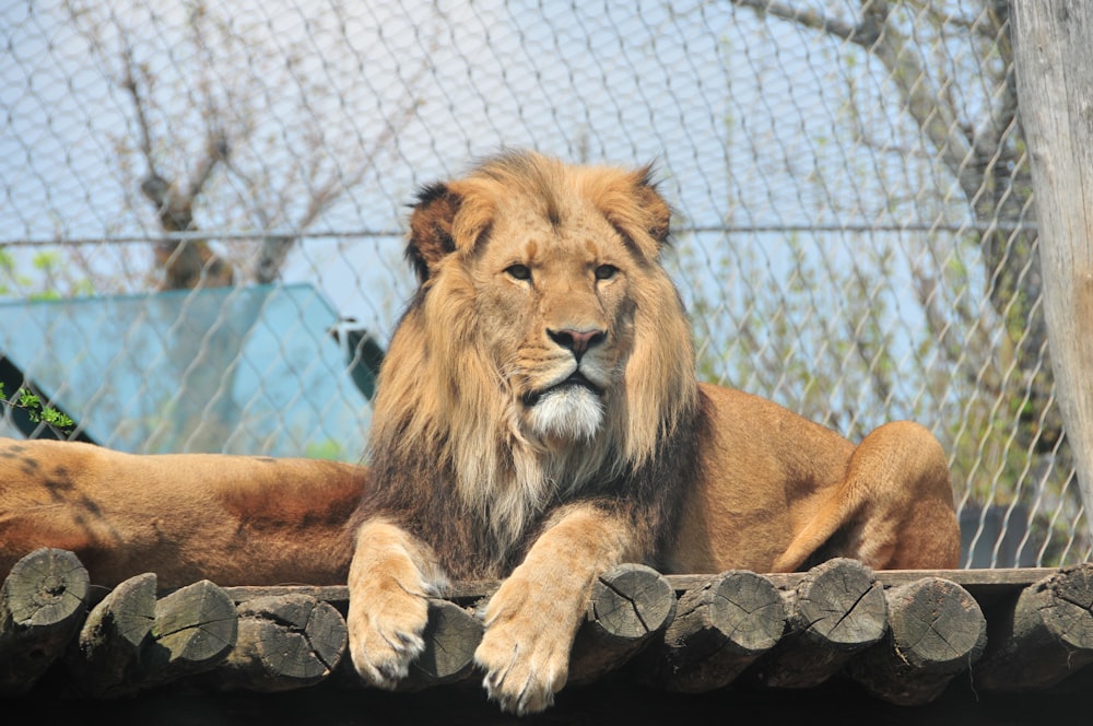 a large lion laying on top of a stone wall