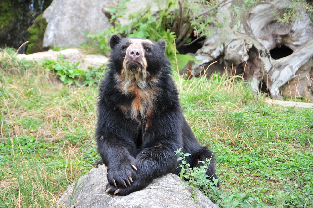 a large black bear sitting on top of a rock