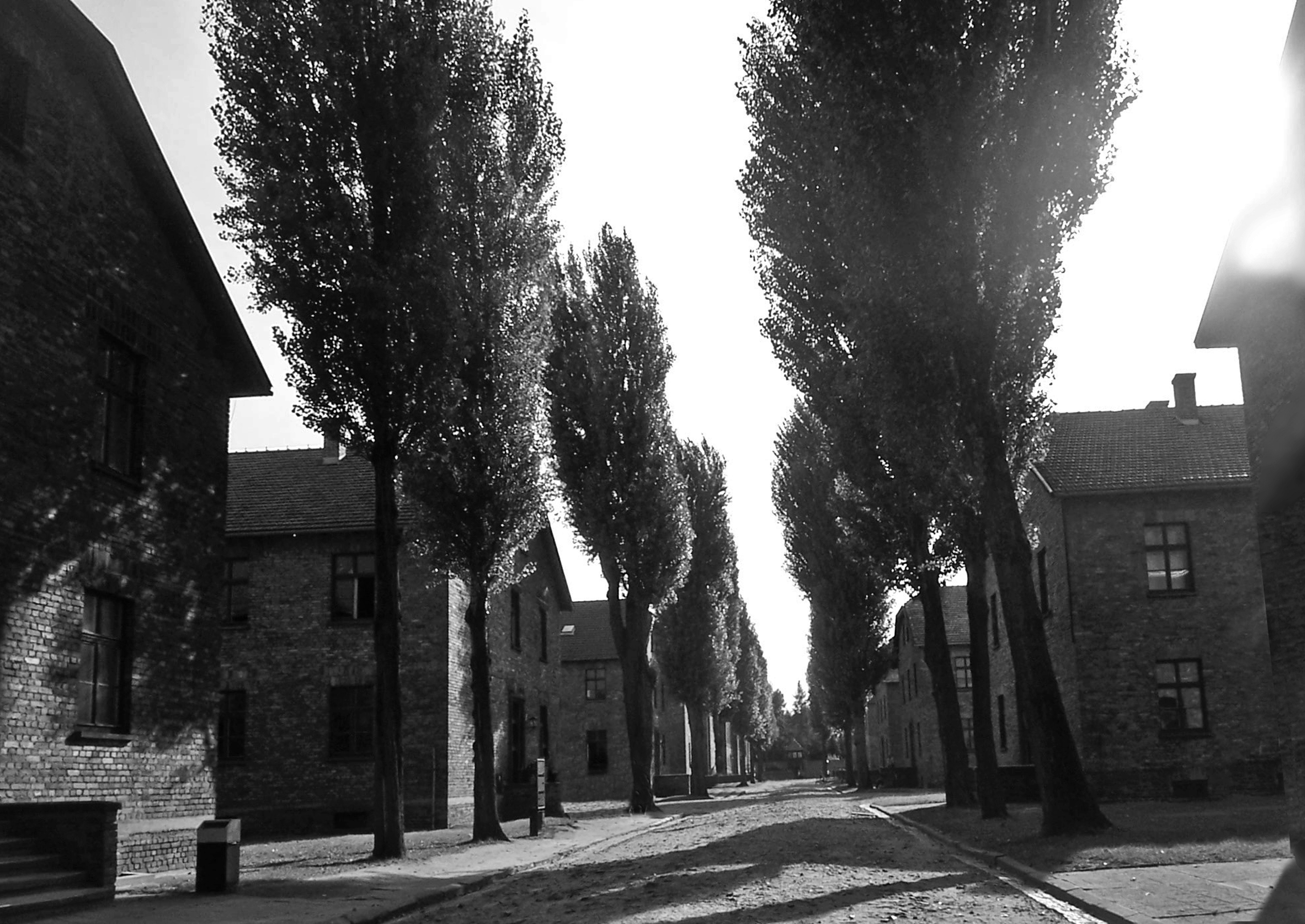 a black and white photo of a tree lined street
