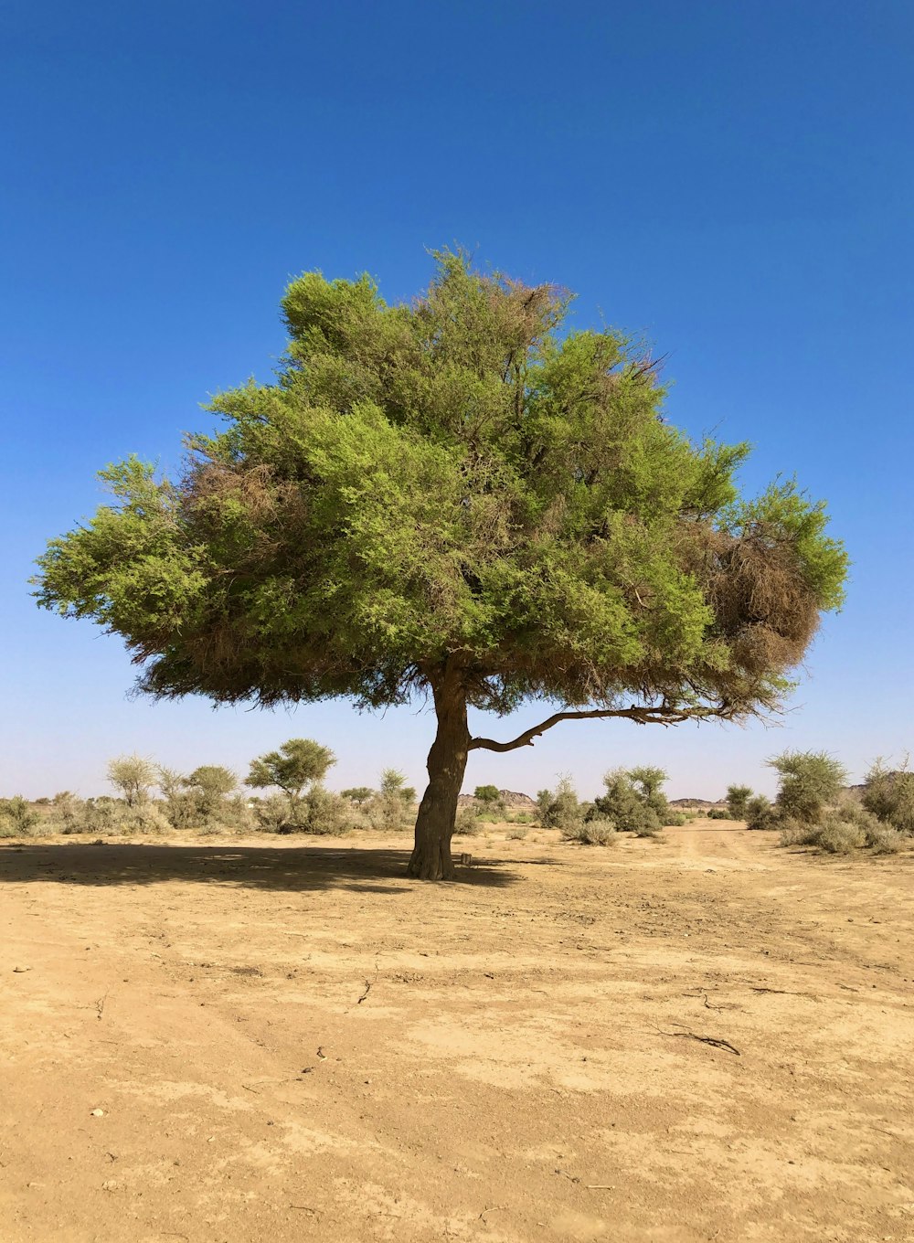 a lone tree in the middle of a desert