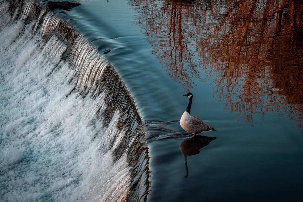 a goose is swimming in the water next to a wall