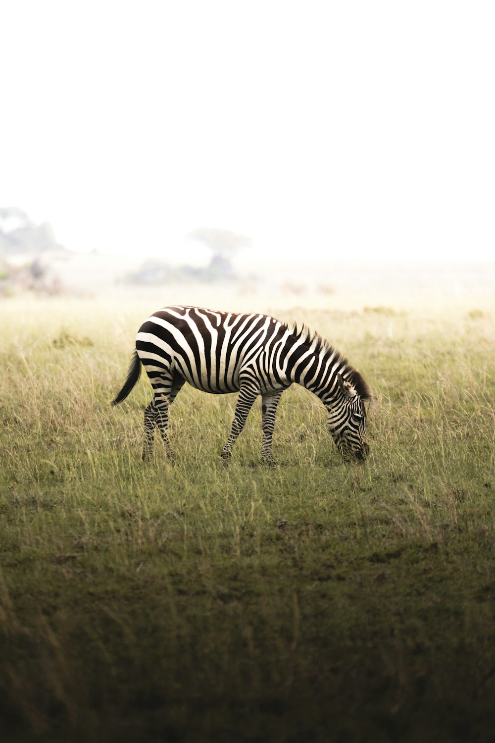 a zebra grazing in a field of tall grass