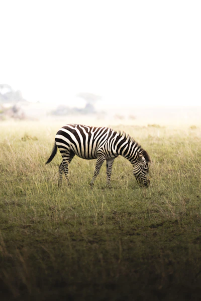 Zebras grazen in de Serengeti