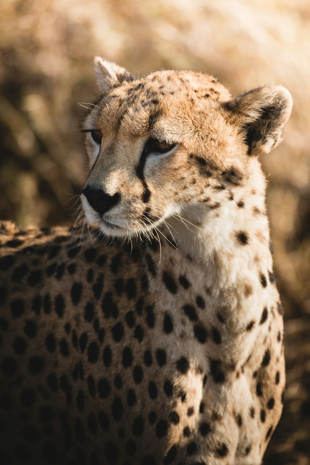 a close up of a cheetah