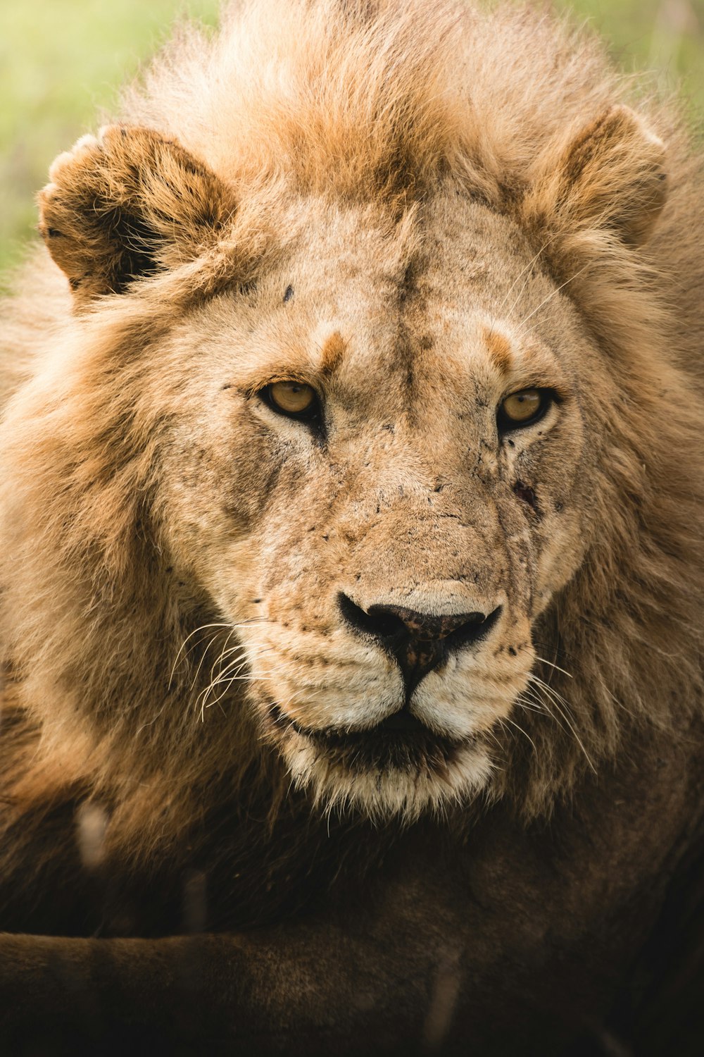 a close up of a lion laying on the ground