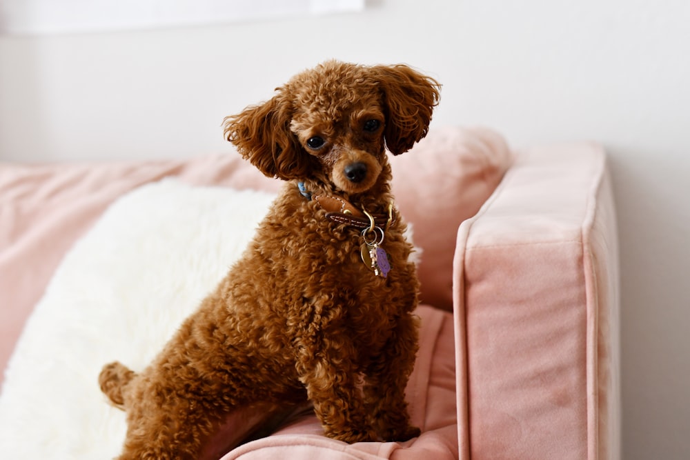 a brown dog sitting on top of a pink couch