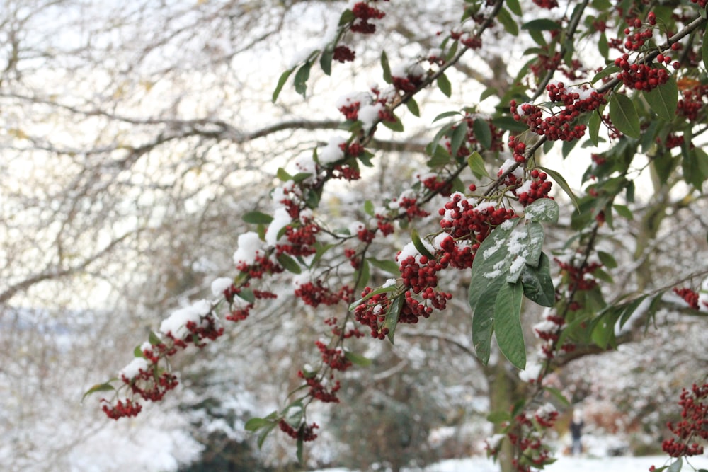 a tree covered in snow with red berries on it