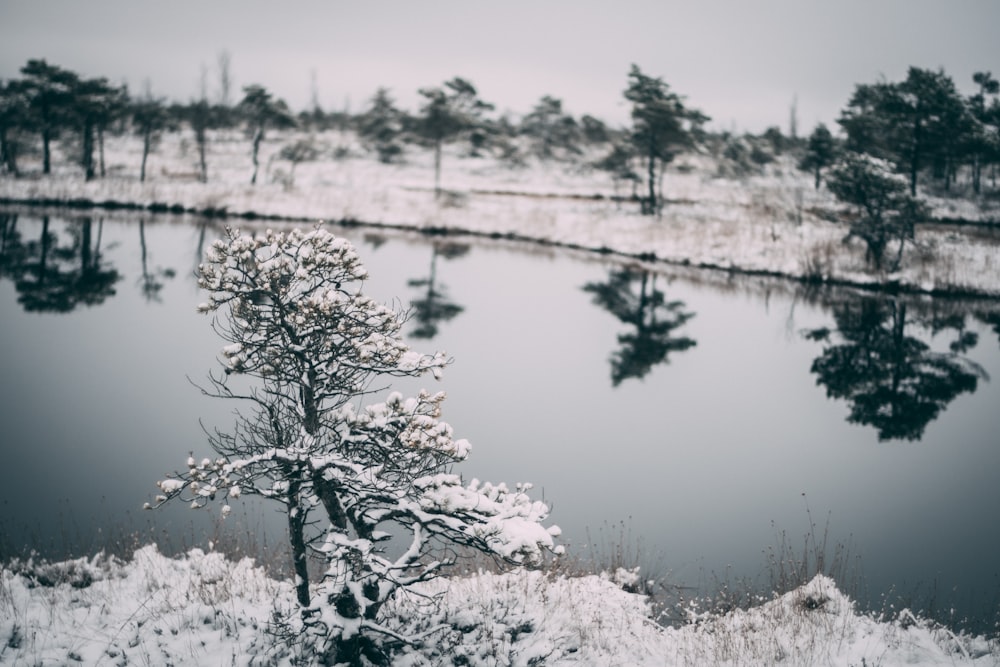 a small tree in the snow near a body of water