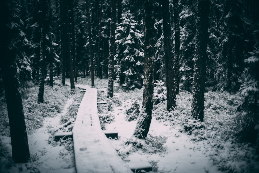 a snow covered path in the middle of a forest