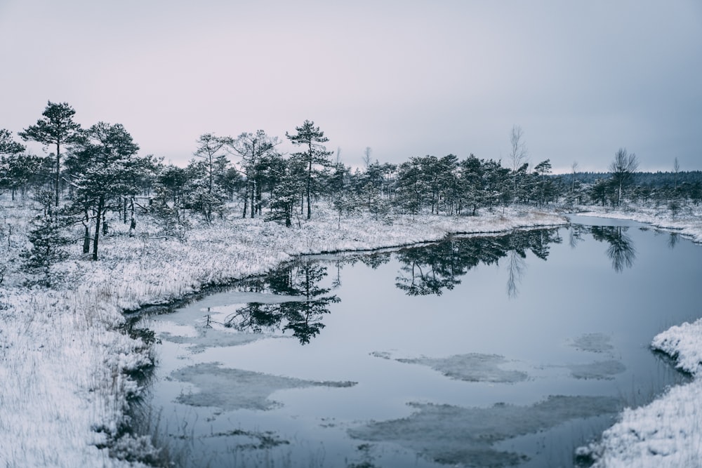 a small pond surrounded by snow covered trees