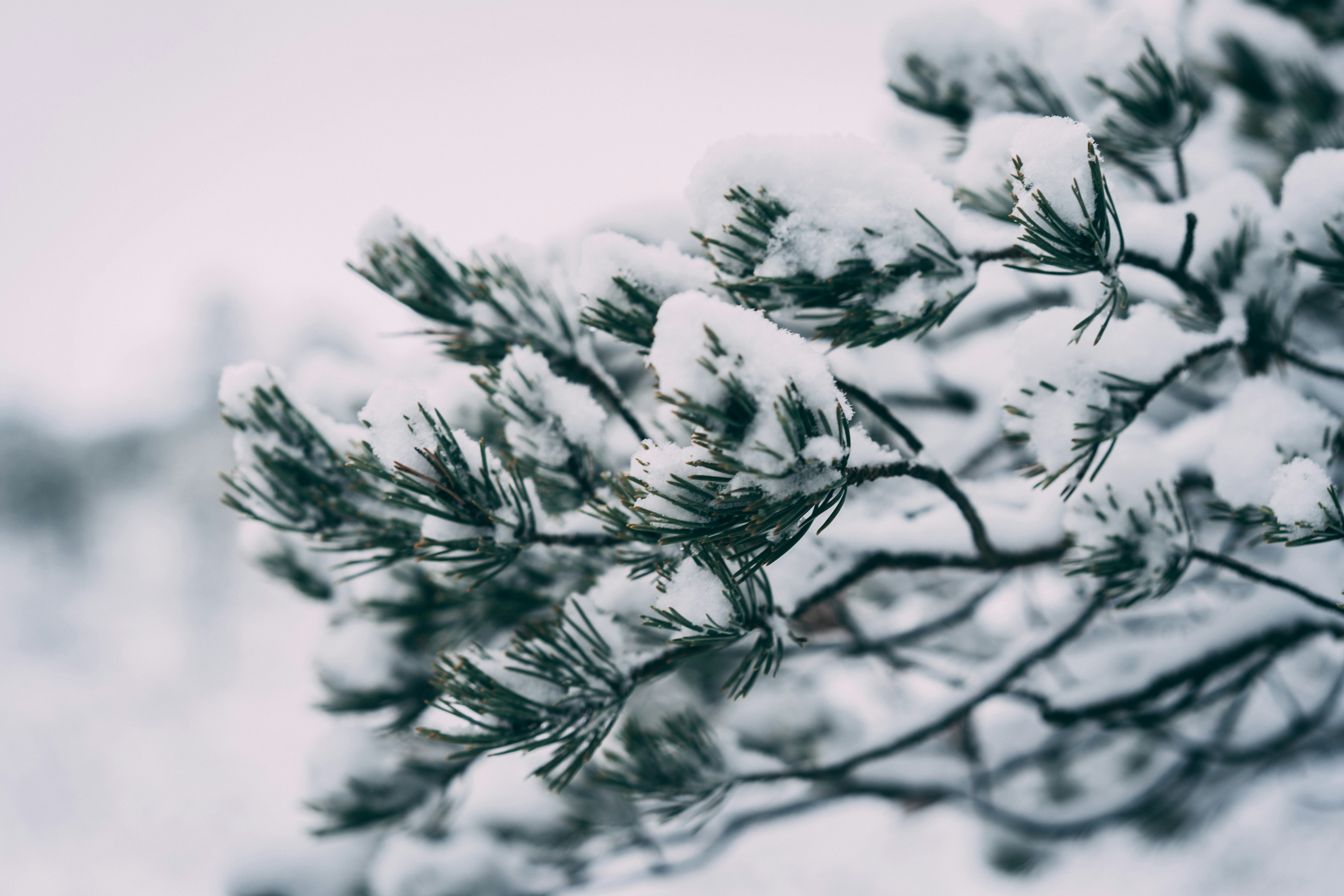 Photo by raimondklavins