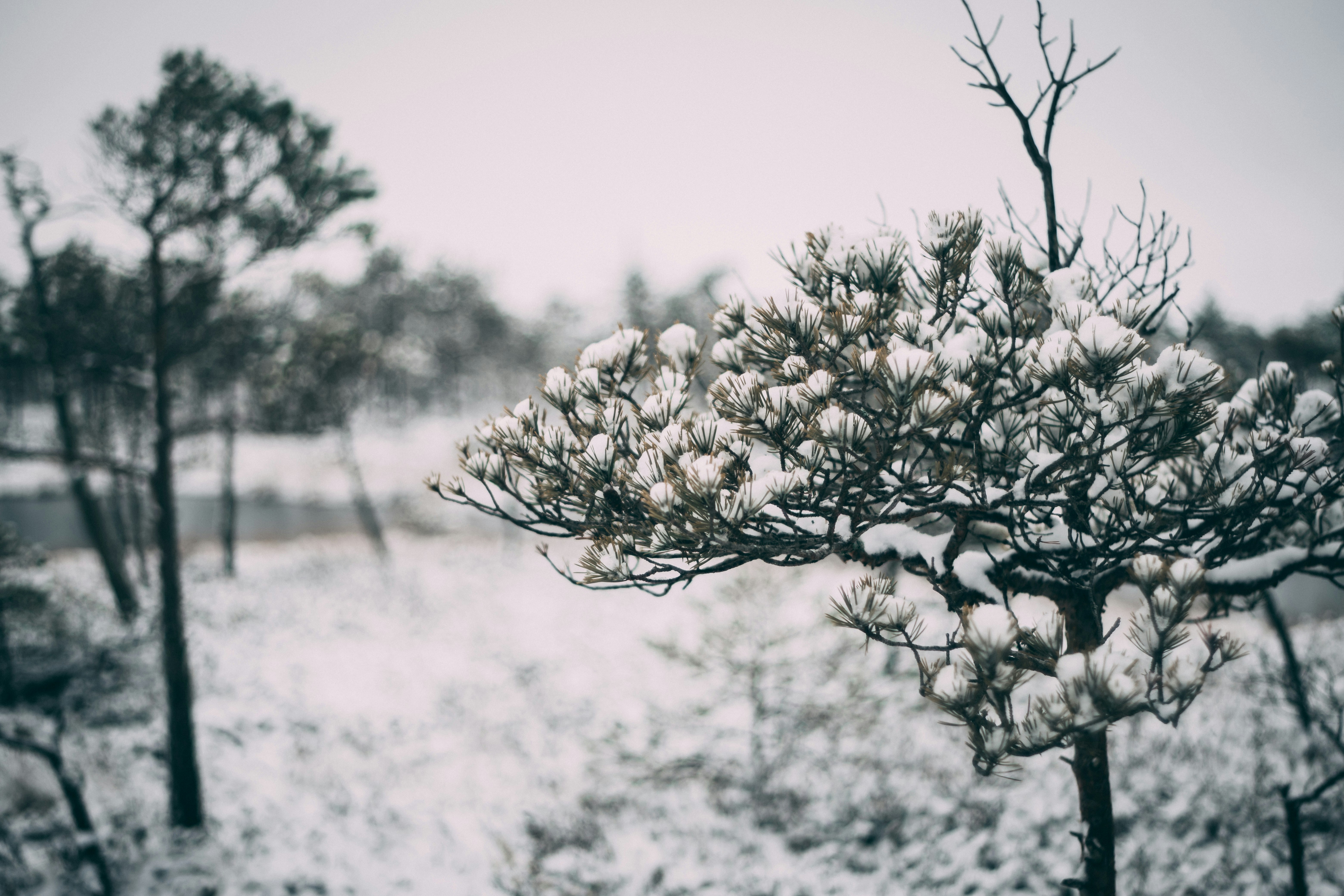 Photo by raimondklavins