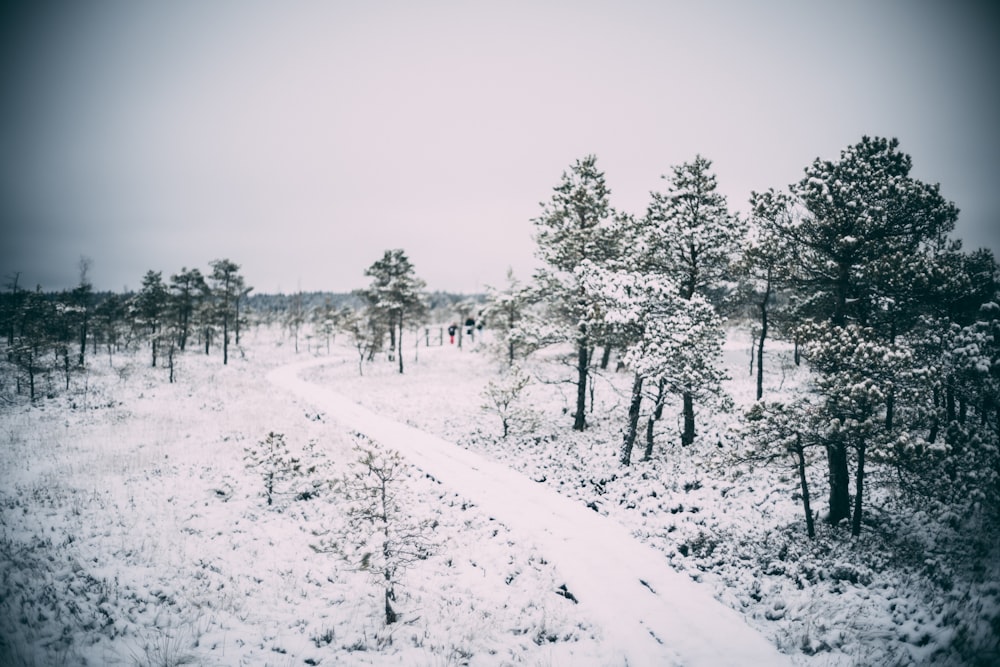 a snow covered forest with a road in the middle