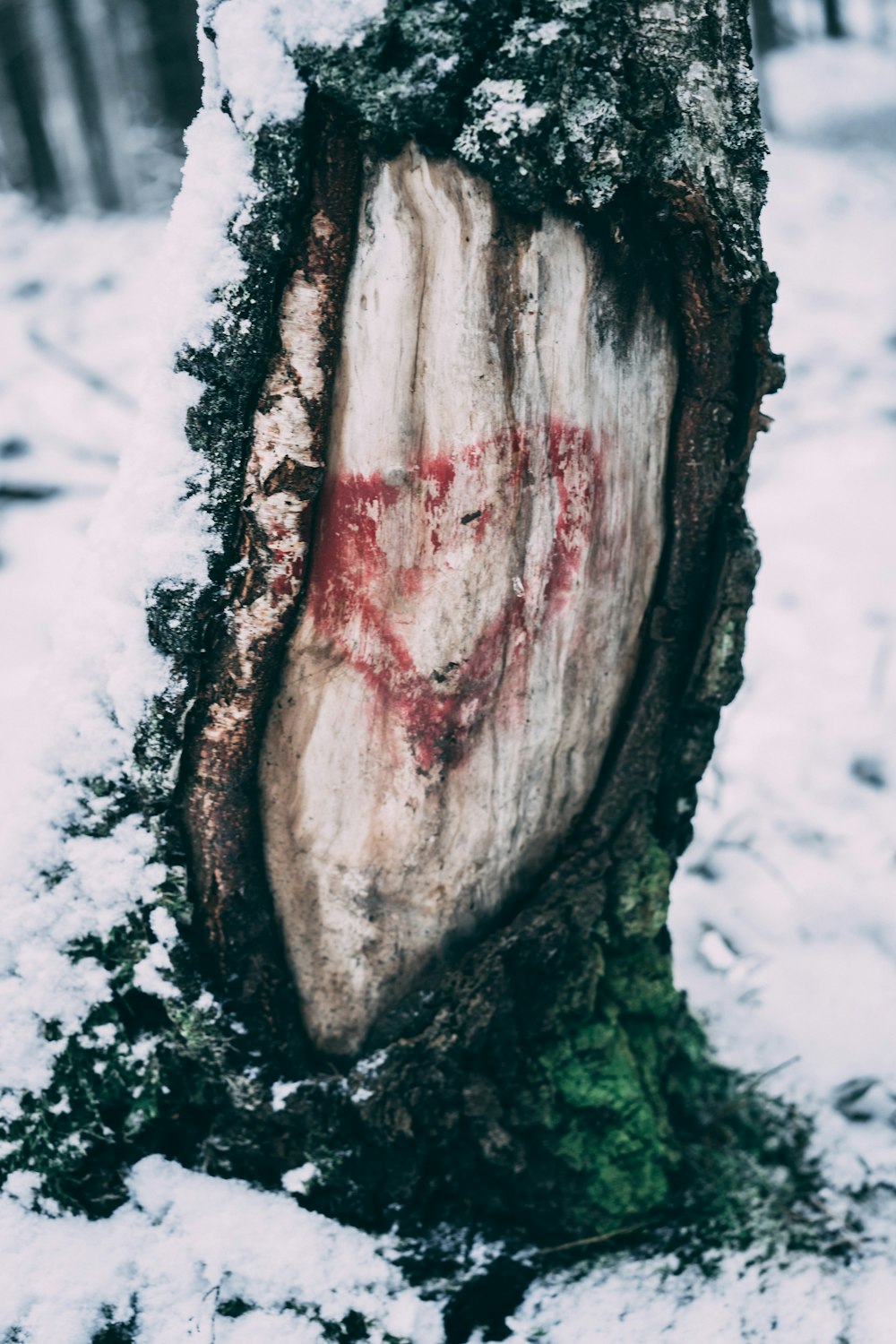a tree with a heart carved into it