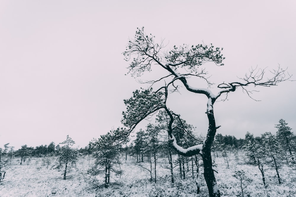 a lone tree in the middle of a snowy field