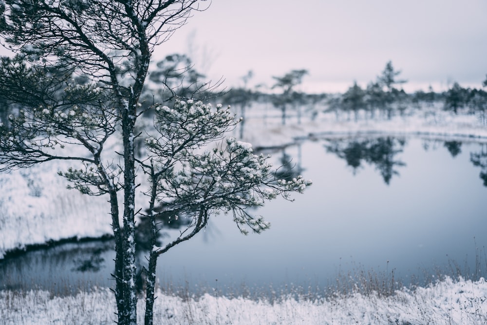 a snowy landscape with a lake and trees