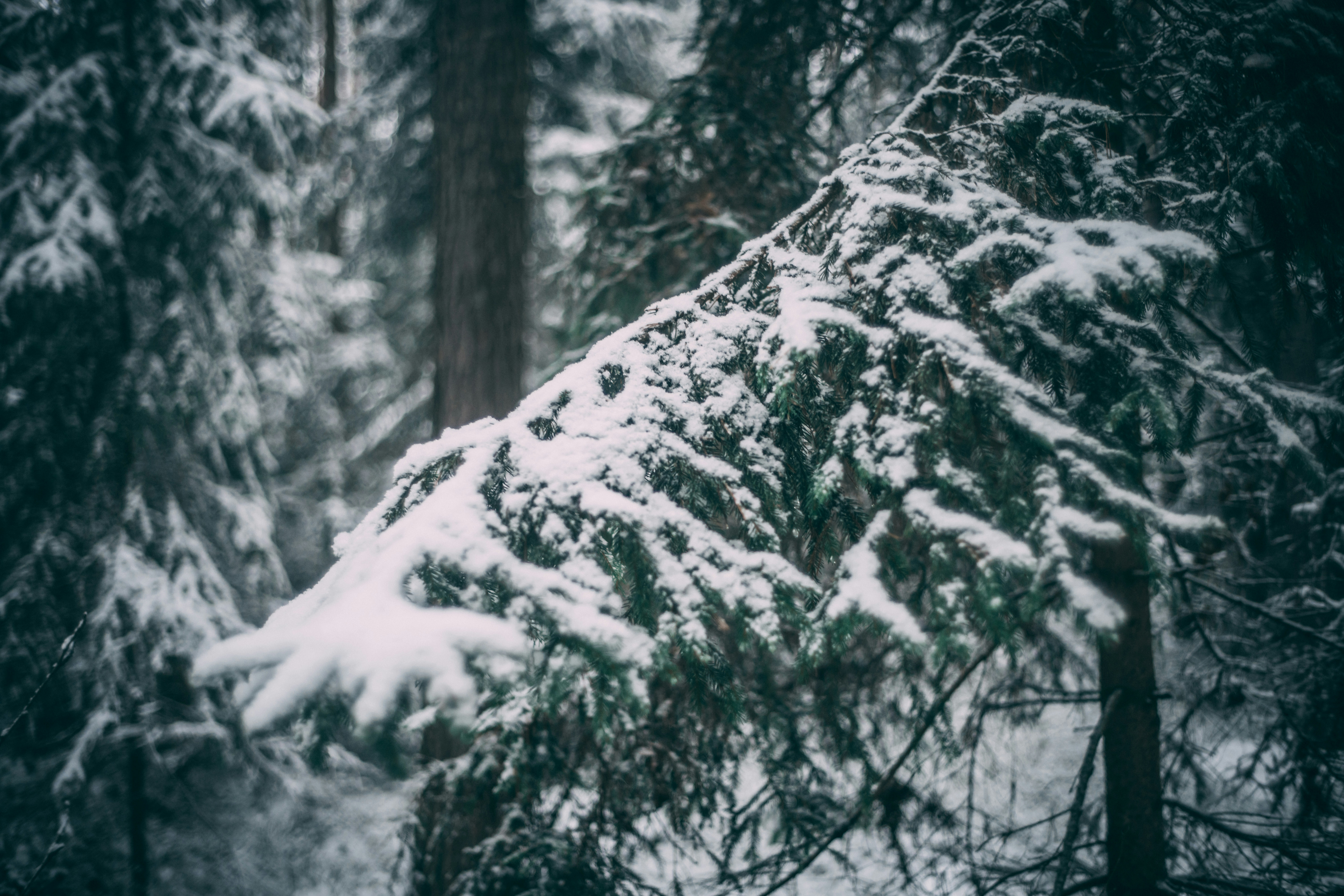 Photo by raimondklavins