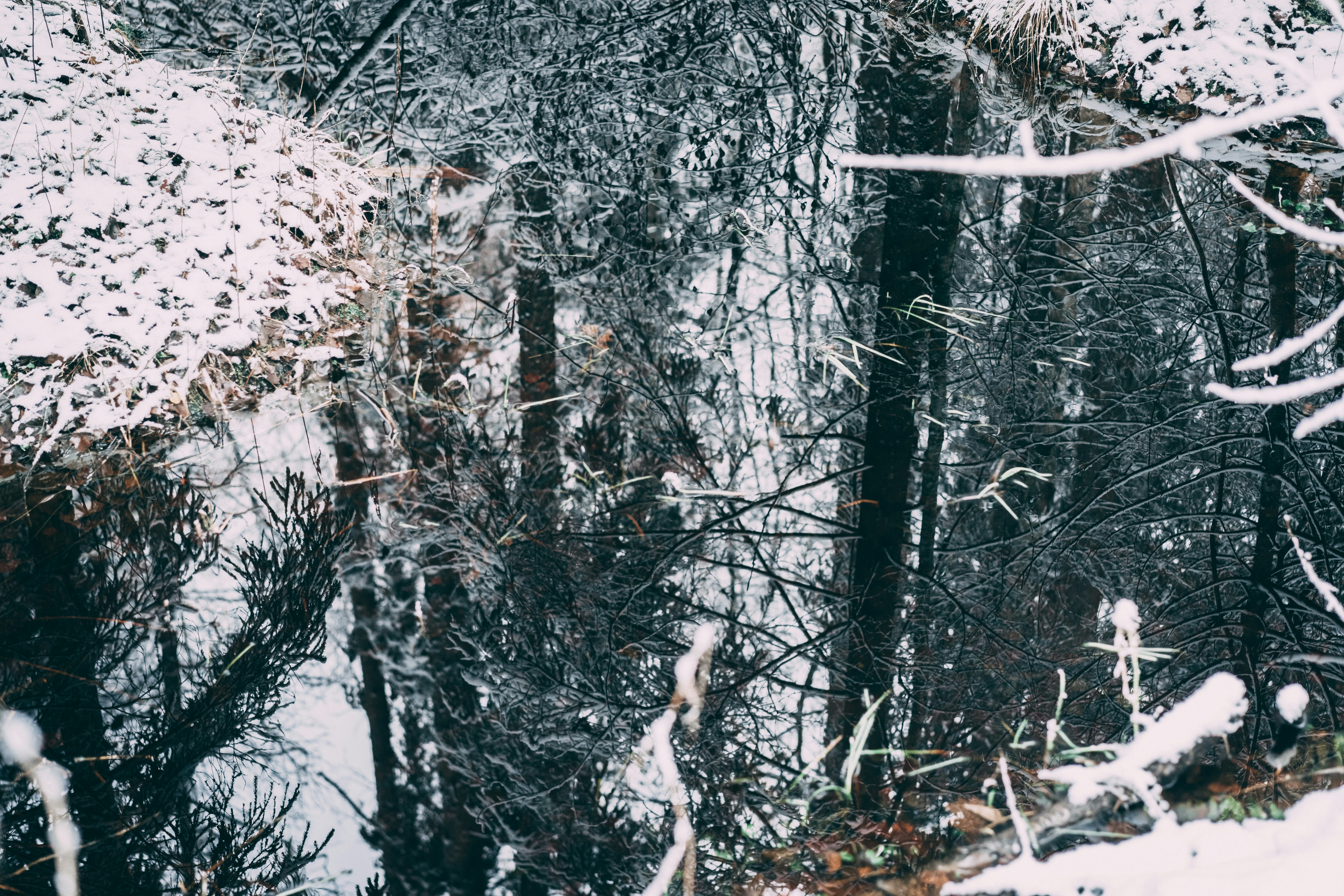 Cold winter landscape frozen snow swamp Kemeri Latvia