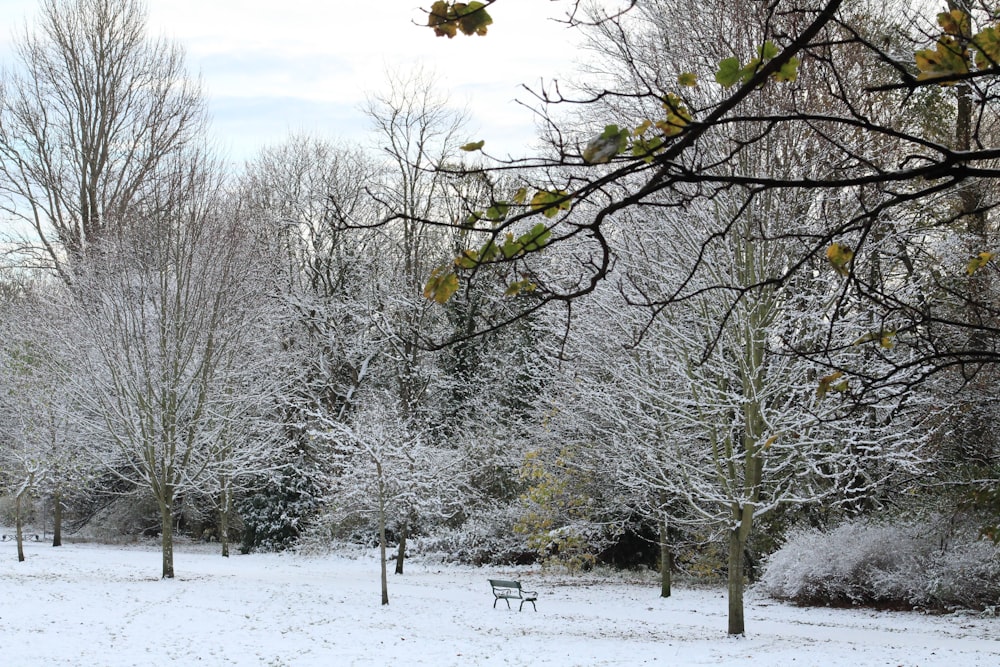 a snowy park with benches and trees