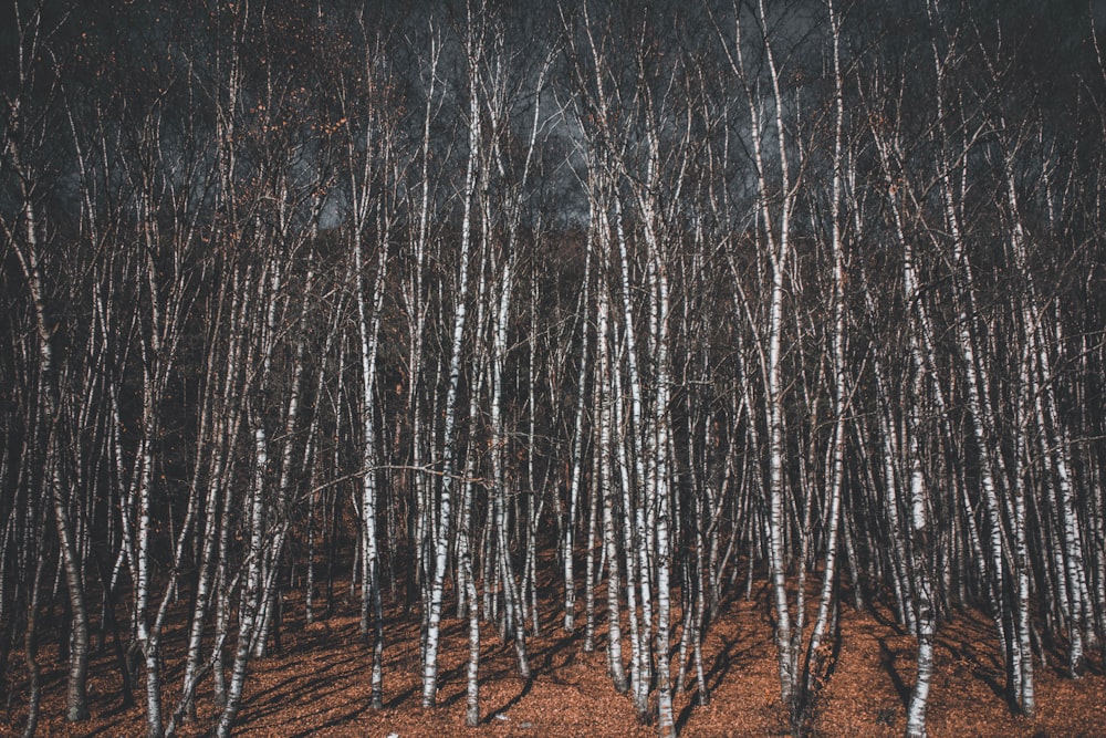 a forest filled with lots of tall white trees