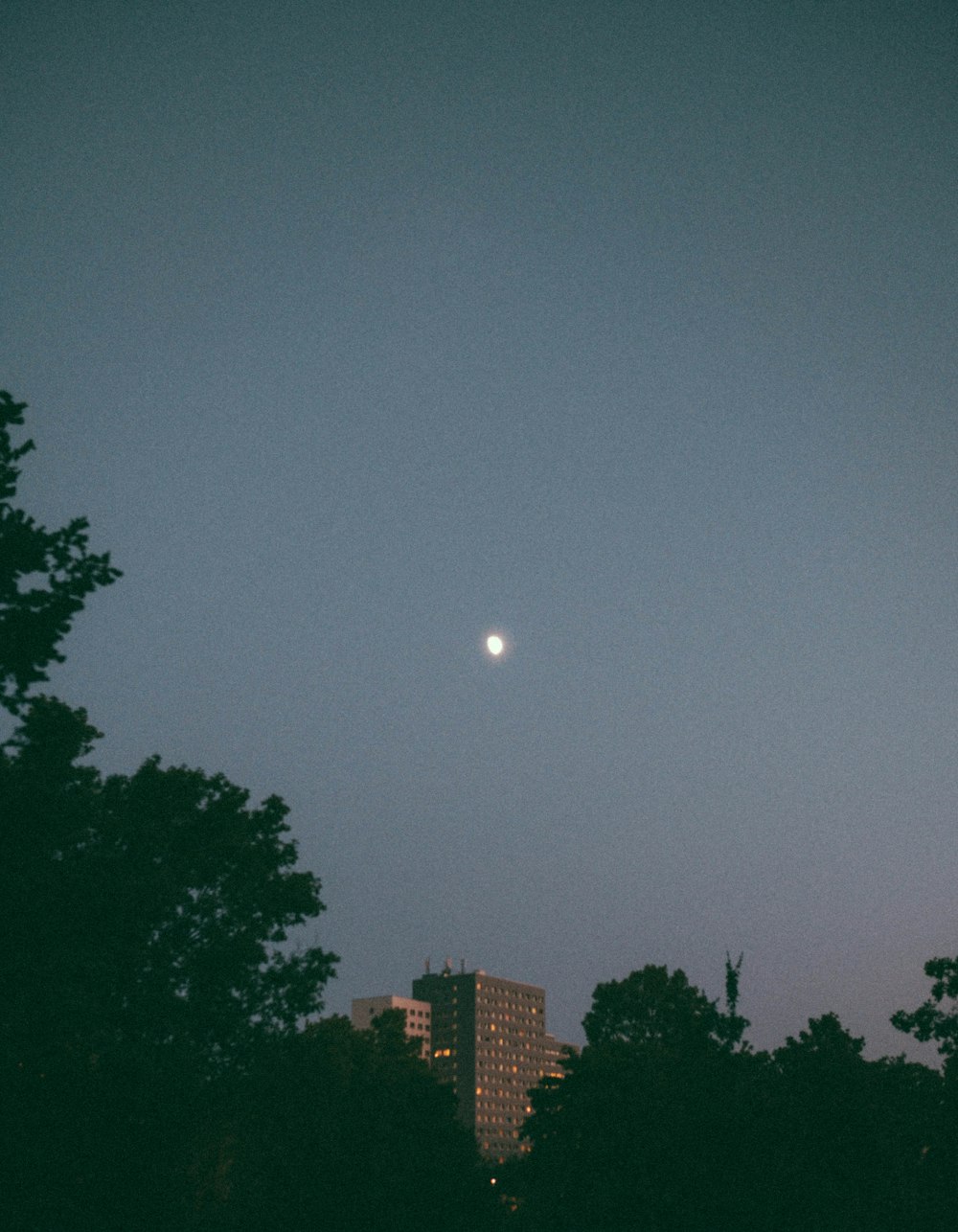 Una luna llena se ve en el cielo por encima de los árboles
